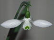 Galanthus plicatus 'Sibbertoft Manor'