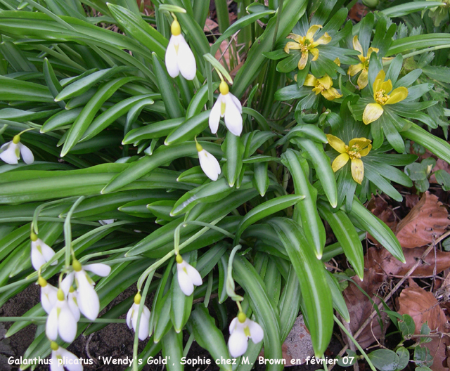 Galanthus plicatus 'Wendy's Gold'