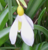 Galanthus 'Wendy's Gold'