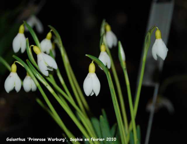 Galanthus 'Primrose Warburg'