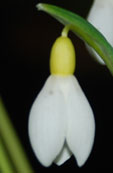 Galanthus 'Primrose Warburg'