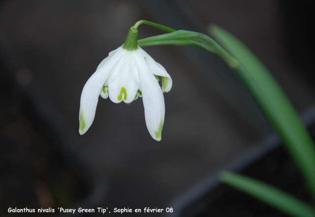 Galanthus nivalis f. pleniflorus 'Pusey green Tips