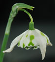 Galanthus 'Richard Ayres'