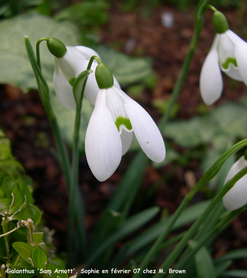 Galanthus  'Sam Arnott'