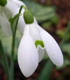 Galanthus 'Sam Arnott'