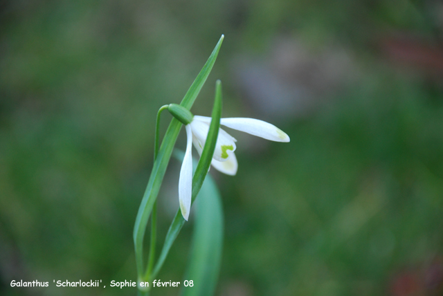 Galanthus nivalis 'scharlockii'