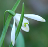 Galanthus nivalis 'Scharlockii''