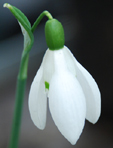 Galanthus 'Wisley Magnet'