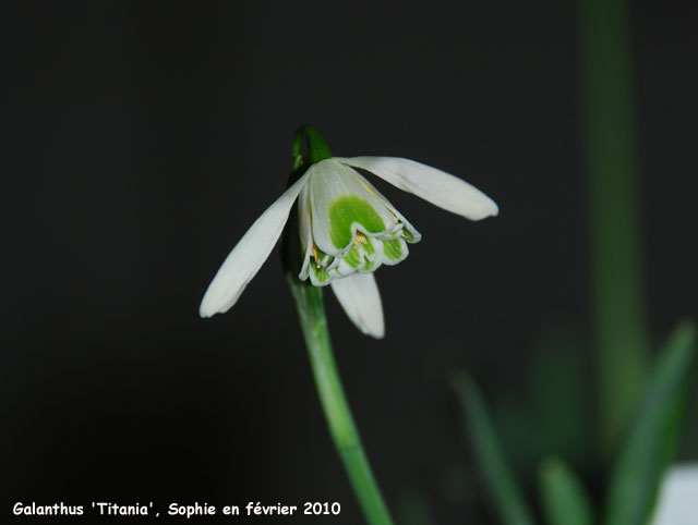 Galanthus 'Titania'