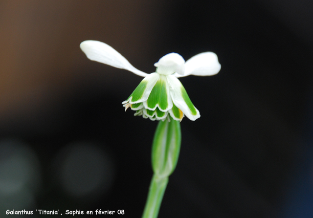 Galanthus 'Titania'