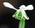 Galanthus 'Titania'