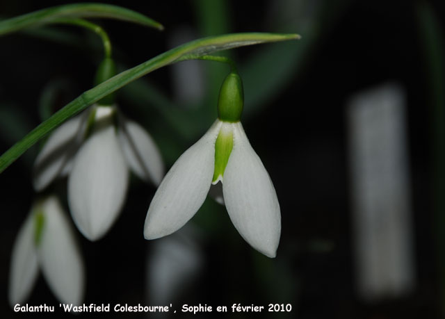 Galanthus 'Washfield Colesbourne'