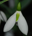 Galanthus 'Washfield Colesbourne'