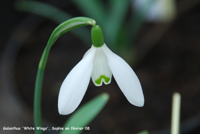 Galanthus 'White Wings'