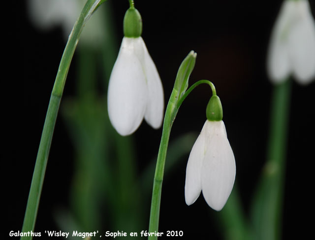 Galanthus 'Wisley Magnet'