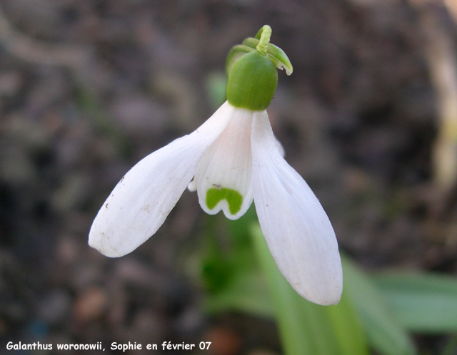 Galanthus woronowii