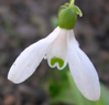 Galanthus woronowii