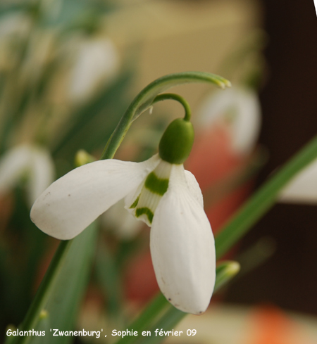Galanthus elwesii 'Zwanenburg'