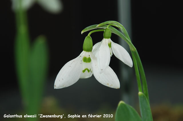 Galanthus elwesii 'Zwanenburg'
