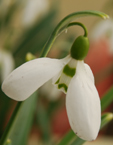 galanthus elwesii 'Rosmary Burnham'