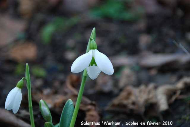 Galanthus plicatus 'Warham'