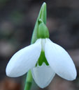 Galanthus plicatus 'Warham'