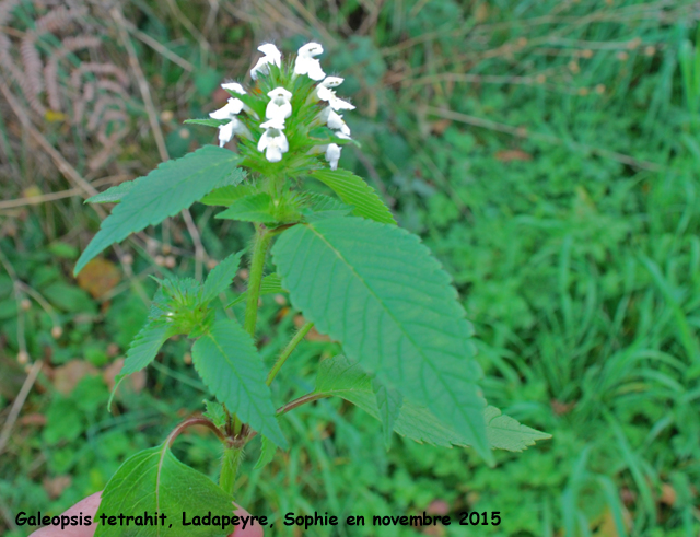 Galeopsis tetrahit