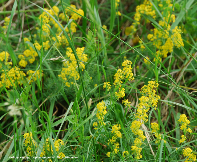 Galium verum