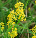 Galium verum