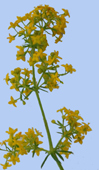 Galium verum