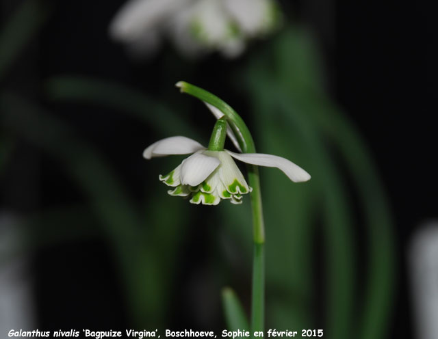 Galanthus nivalis 'Blagpuize Virginia'