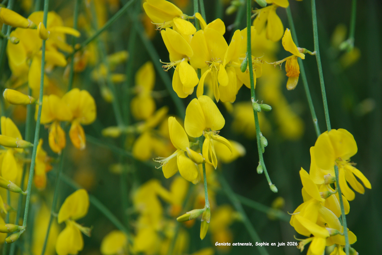 Genista aetnensis