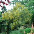 Genista aetnensis
