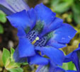 Gentiana acaulis