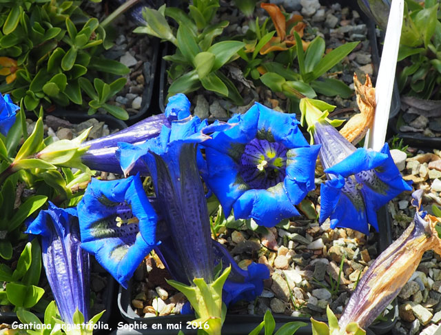 Gentiana angustifolia