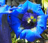 Gentiana angustifolia