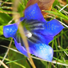 Gentiana pneumonanthe  