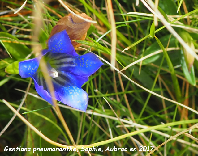 <img src="../../phoplantes/g/gentiana_pneumonanthe2.jpg">