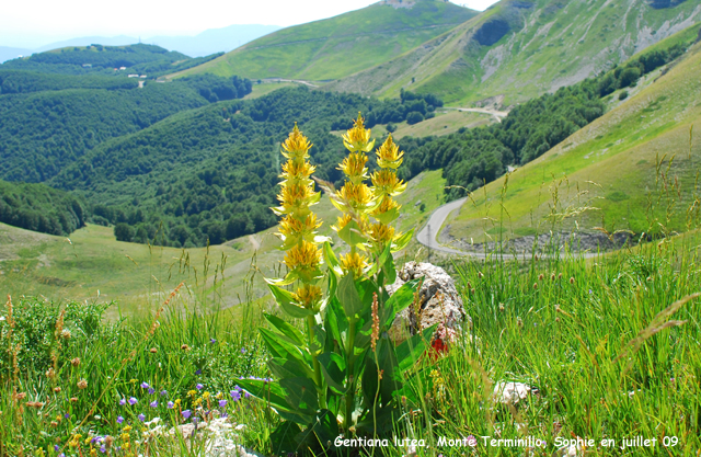 Gentiana lutea