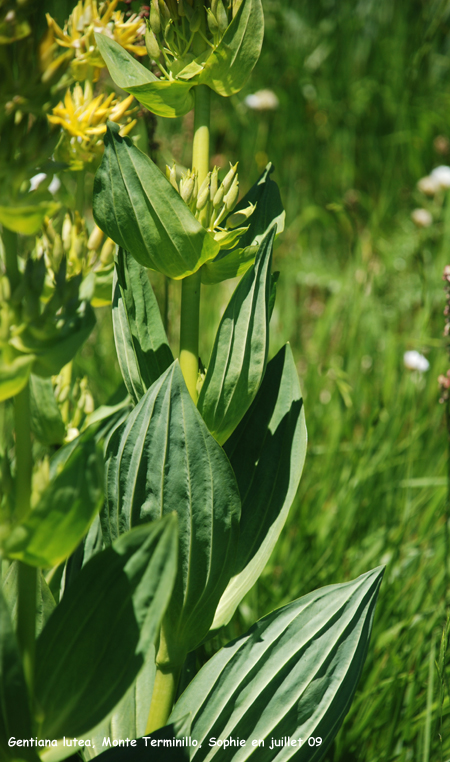 Gentiana lutea