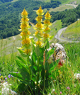 Gentiana lutea