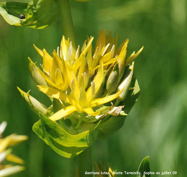 Gentiana lutea