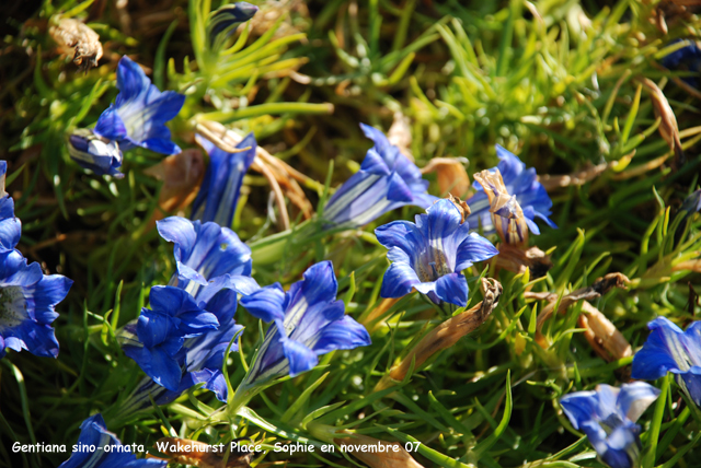 Gentiana sino-ornata