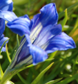 Gentiana sino-ornata