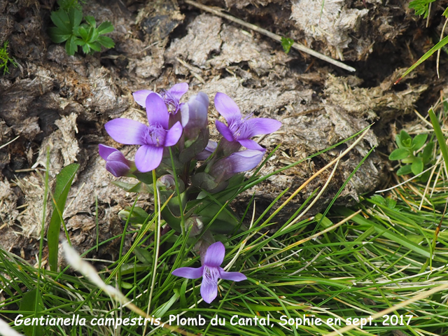 Gentianella campestris