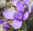 Gentianella campestris 