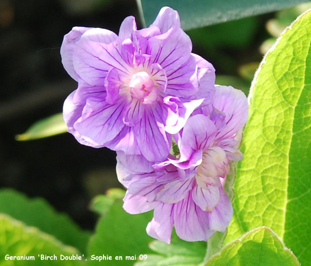 Geranium himalayense 'Birch Double'