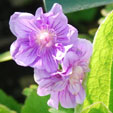 Geranium himalayense 'Birch Double'