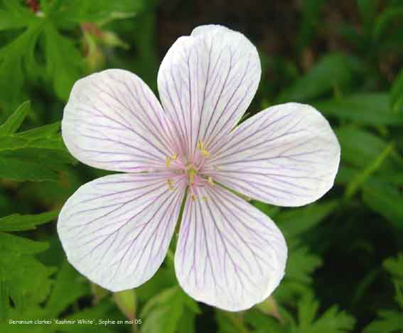 Geranium clarkei 'Kashmir White'