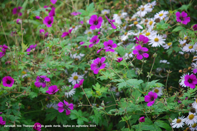 Geranium 'Ann Thpmpson'